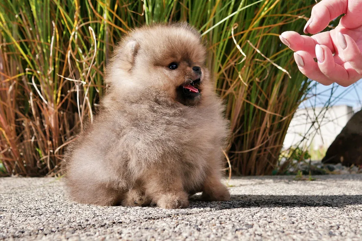 A Pomeránia eredete és története – A balti partoktól a királyi udvarokig