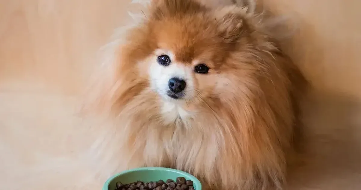 Egészséges és életerős Pomerániai kiskutya