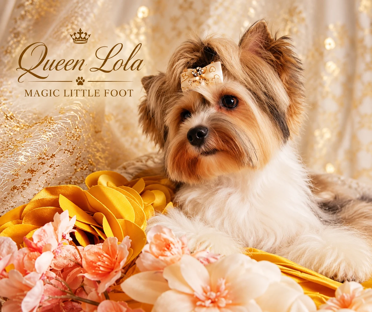 Lola Magic Little Foot - Yorkshire Terrier tenyészszuka