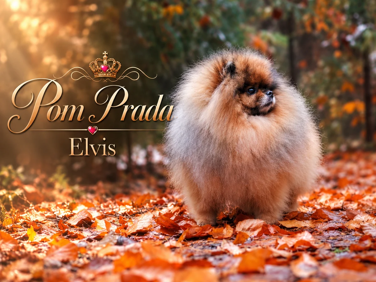Pom Richard - Pomerániai tenyészkan