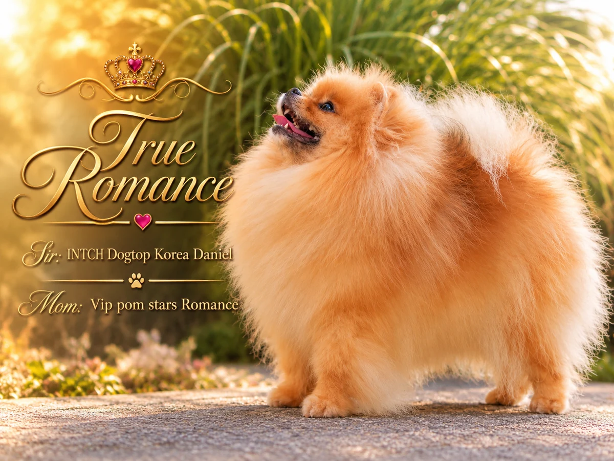 True Romance - Pomerániai tenyészszuka