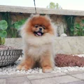 2. fotó (Gal_img-position_2): Rony