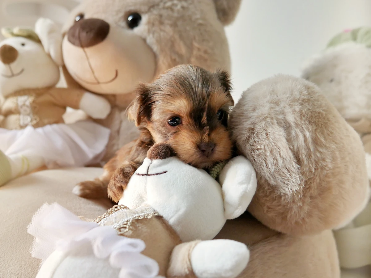 Verantwortungsvoller Hundezüchter und Pomeranian Welpe