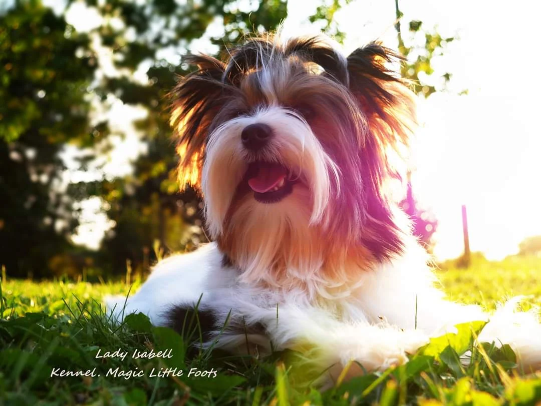 Elegáns Biewer Yorkshire Terrier a Magic Little Foot kennelből