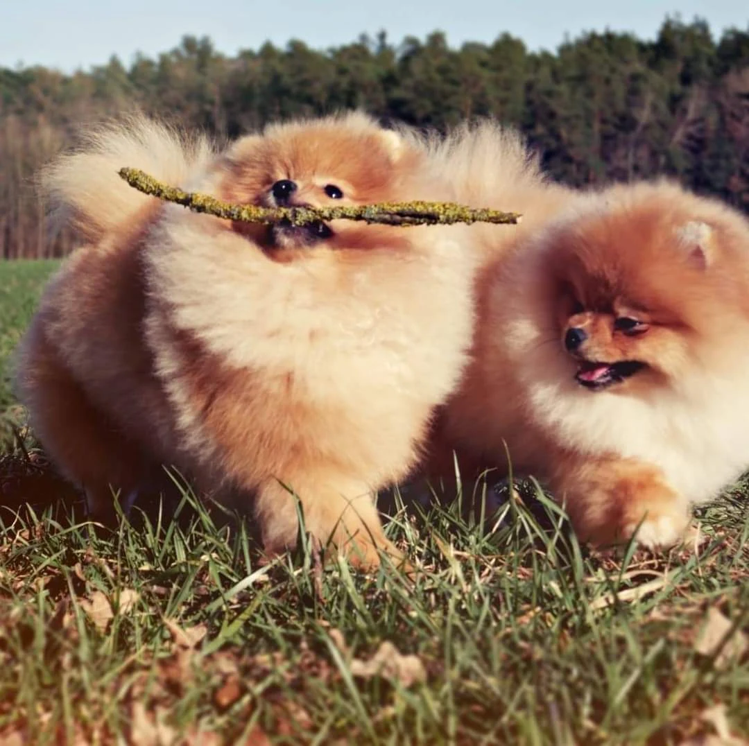 Magic Little Foot Kennel – Pomerániai szukáink