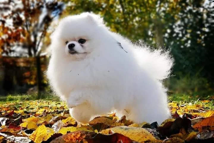Magic Little Foot Pomerániai tenyészállomány – Pomerániai fiúk és lányok