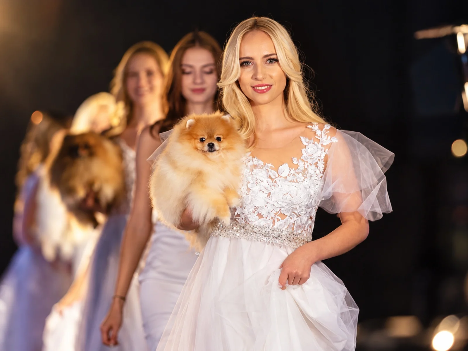 Pomerániai divatmodell portré - Magic Little Foot kennel