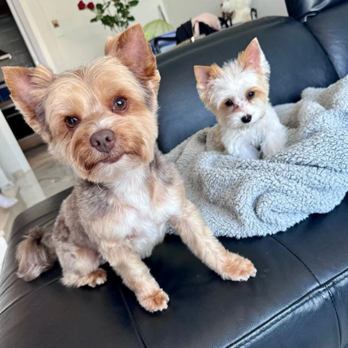 Snickers & Barley (Goldust) - Svetlana & Sergey Cirov